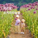 꽃;U | 공주 아이와 가볼만한 곳, 미르섬 코끼리마늘꽃 명소 후기