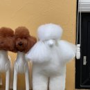 솔펫 동물병원 | 반려견스타일리스트 3급 실기 준비과정...(재시험은 없다)