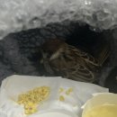 서울시 야생동물 구조센터 | 아기참새를 주웠어요 (서울시야생동물센터/아기참새먹이주는법/참새구조하는법)