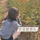 문기농장 | 경기도 안성 가볼만한곳 ‘안성팜랜드’ - 코스모스/ 핑크뮬리/ 할인 / 셔틀버스