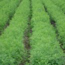 화순불미나리 이미지