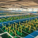 갯벌낙지 이미지