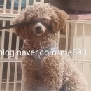 싸다구펫 이미지