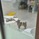 비니펫살롱 이미지