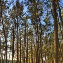 빛나리민박 | 울진 구산해수욕장, 월송정의 드라이브 갈만한곳 / 평해사구습지 생태공원