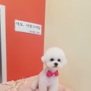 아토 강아지 미용실 이미지