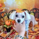 댕댕아야옹 이미지