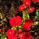 네잎클로버의 메아리 이미지