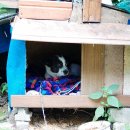 땡칠이 민박 이미지