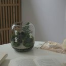 테라리움A 네이버블로그