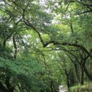 도림사오토캠핑리조트 이미지