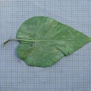 큰조롱Cynanchum wilfordii (Maxim.)Hook.f. 이미지