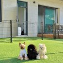 모모애견풀빌라 이미지