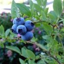 블루베리 하루 섭취량 영양성분 효과 제철 보관법 이미지