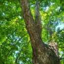 평화강변 수목캠핑장 이미지