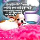 와와 Daum카페