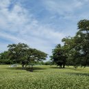 또 와흘 이미지