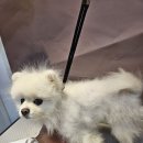 봄강아지 | 부천애견미용ㅣ 포메 알로페시아 가위컷 관리 후기 봄강아지salon