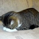 제일수도사 이미지