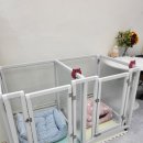 사랑해똥깡아지 이미지