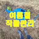 연일농장 | 초보 농부의 연천 주말농장 여름철 작물 관리(물 주기, 잡초제거, 병충해 예방과 관리)
