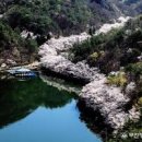 전북 진안군청 마이산 도립공원 벗꽃축제 보고싶다 이미지