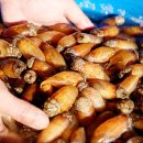 오도독 연합뉴스