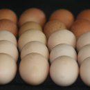 현대식품및야채