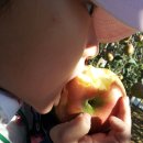 축령산 농장 이미지