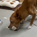 너만멍냥 이미지