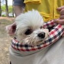 행복한댕댕이 이미지
