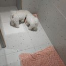 부산 애견호텔 강아지 유치원 미용 우리집첫째 명지본점 | 명지애견호텔은 댕즈니랜드에서 맡겨보세요 !