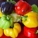 피망 재배 방법 이미지