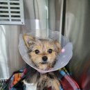 밤비동물병원 | 반려동물 건강관리 어플 촉촉한 코 사용후기