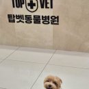 24시 서울 탑 동물병원 | 서초 24시 탑벳 동물병원 바로 결과 나오는 원데이 강아지 건강검진 후기