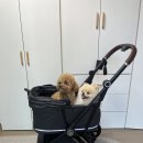 한멕스어뮤즈먼트(주) | 낫쏘빅 강아지 유모차 일체형 네로멕스3 사용 후기 개육아 애정템