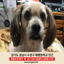 강아지실종신고, 경기도 성남시 수정구 태평중학교 부근 집 문이 열린사이 나간 강아지를 찾습니다. 이미지