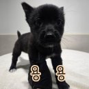 용용이네 이미지