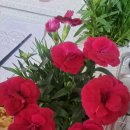 오월의수수꽃다리 이미지