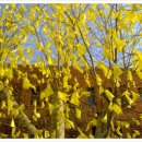 The Old Oak 이미지