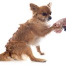 더드림동물병원 이미지