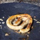 태학산자연휴양림오토캠핑장 이미지