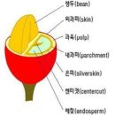 커피콩이야기