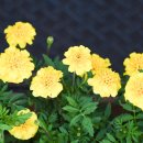 메리골드 이미지