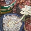 살구미농장 네이버블로그