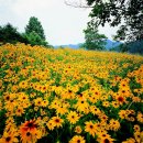 루드베키아꽃(Rudbekia) 이미지