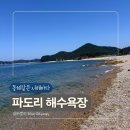 태안 파도리 프리다이빙 후기 | 서해 다이빙 포인트·시야·수온 총정리