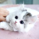 서울고양이분양 묘연 이미지