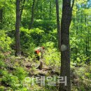 충북알프스자연휴양림 이미지