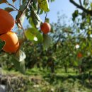 악양스토아 이미지